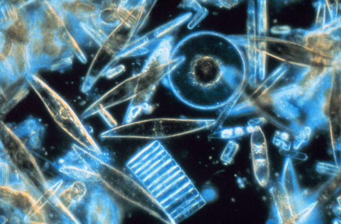 Dünyadaki oksijenin yarısını okyanustaki fitoplanktonlar üretiyor.