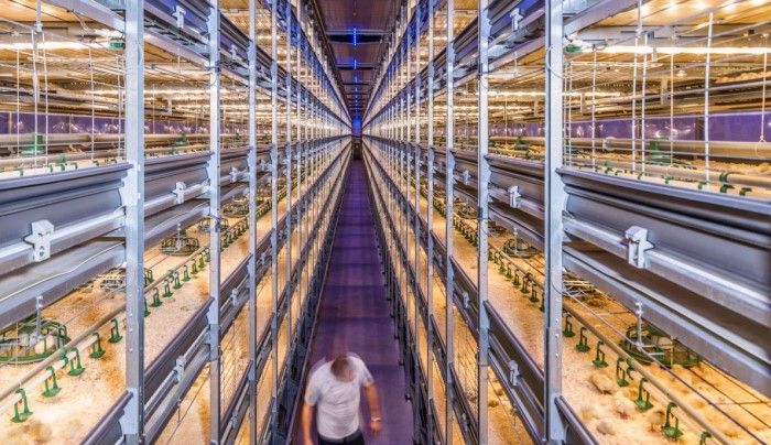Tavuk talebinin artmasıyla birlikte Hollandalı firmalar kanatlı üretimini en üst düzeye çıkarmak için teknolojiler geliştiriyor. Bu yüksek teknolojili piliç kümesi, kuluçkadan hasada kadar 150.000 kadar kuş barındırıyor.