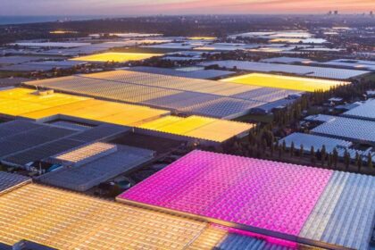 hollanda'nın tarımdaki başarısı