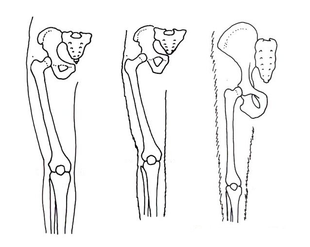 İnsan, Australopithecus afarensis ve modern şempanzenin bacaklarındaki dik yürüme 