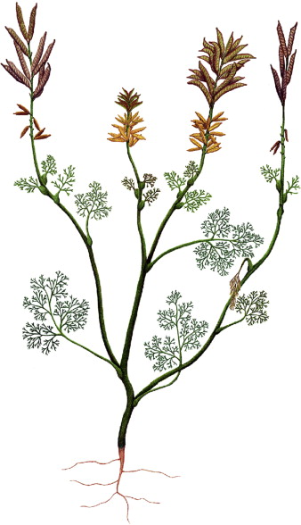 Bulunan en eski çiçek fosili olan Archaefructus liaoningensis'in çizimi.