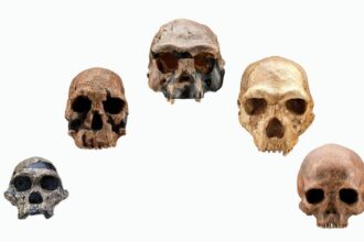 homo sapiens'in evrimi