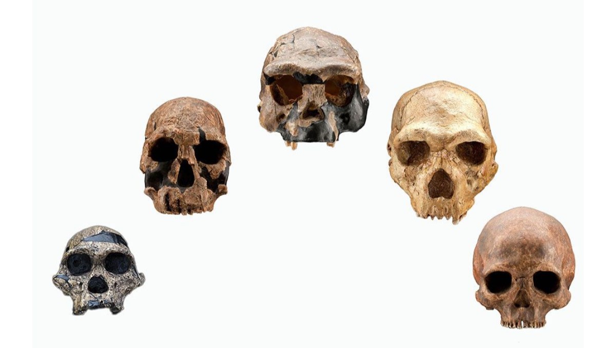 homo sapiens'in evrimi