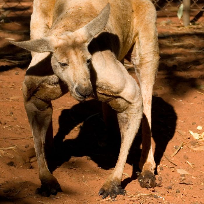kaslı erkek kanguru