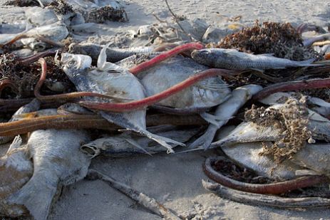 Teksas, Padres Adası kıyısında kırmızı gelgit tarafından öldürülen balıklar.