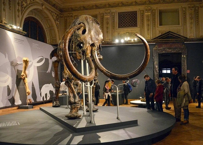 Antik mamut. Permafrost'ta bulunmuş antik canlı.