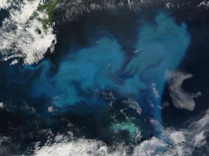NASA'nın Terra uydusundan alınan bir görüntü. 2010 yılında Newfoundland açıklarındaki fitoplankton sürüsünü (açık mavi renkte) gösteriyor.