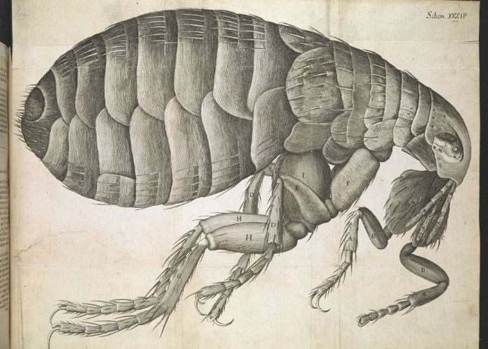Hooke'un "Micrographia" kitabında yer verdiği ünlü detaylı pire çizimi.