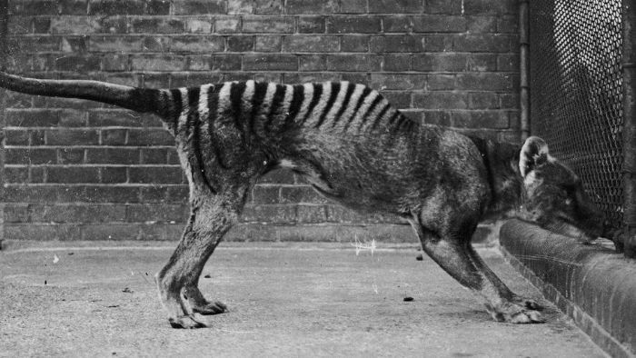 Son tutsak Tazmanya kaplanı 1936'da Hobart Hayvanat Bahçesi'nde öldü.