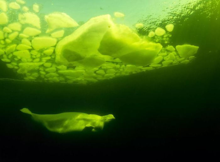 Sırt yüzgeci olmaması Beluga'ya deniz buzu altında daha fazla manevra kabiliyeti sunuyor.