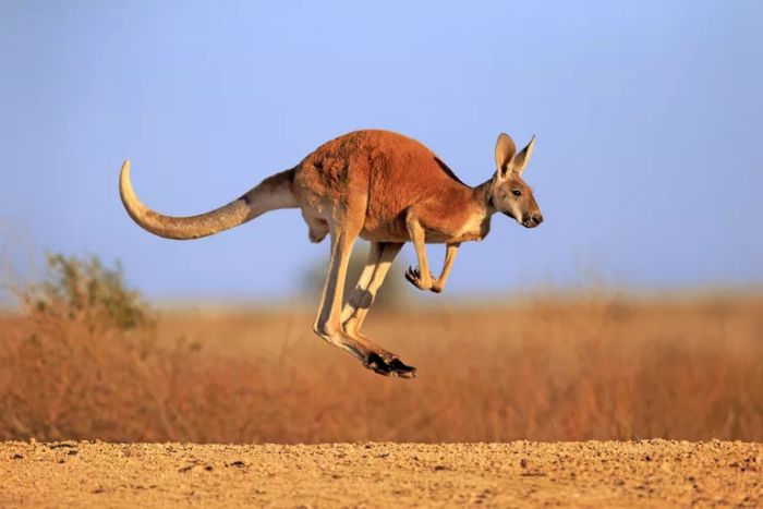 Kızıl kanguru, Yeni Güney Galler, Avustralya.