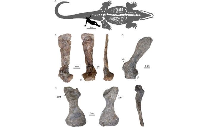 Purussaurus'un keşfedilen birçok kemik kalıntısından birkaçı.