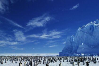 antarktika hayvanları