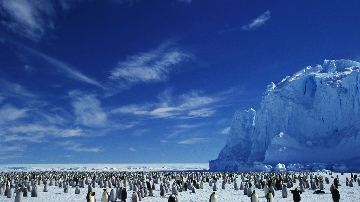 antarktika hayvanları