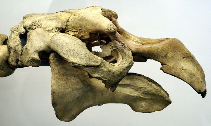 Deniz ineği kafatası (Hydrodamalis gigas), Londra Doğa Tarihi Müzesi.