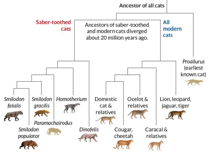 Kılıç dişli ile modern kedilerin atası 20 milyon yıl önce birbirinden ayrıldı.