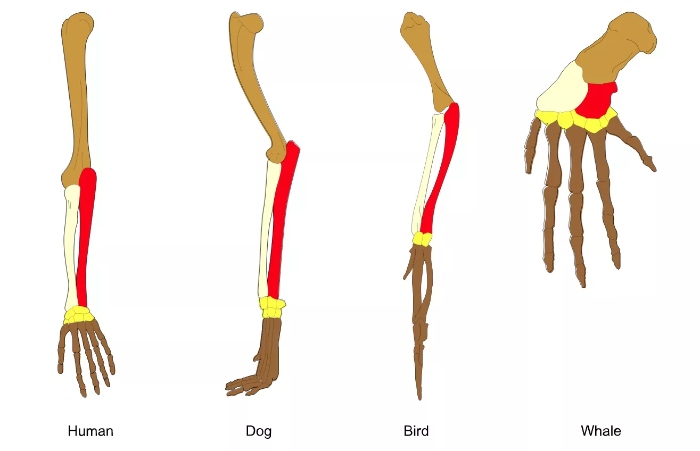 İnsanlar, köpekler, kuşlar ve balinalar dahil birçok omurgalıda ortak olan kemik yapısı.