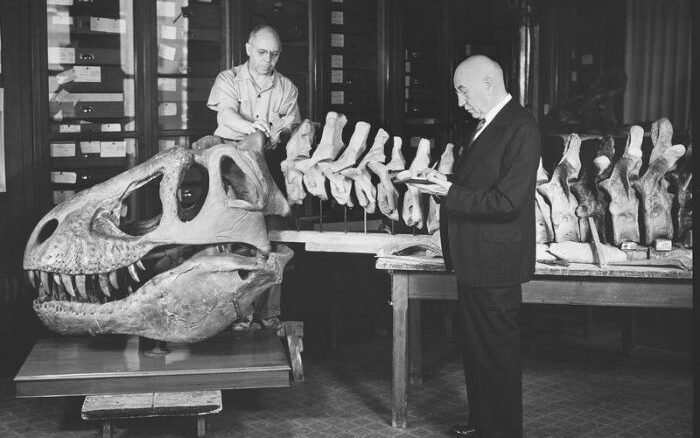 1942'de Charles Lang ve Barnum Brown, müze laboratuvarında AMNH 5027 olarak bilinen T. rex iskeleti üzerinde çalışırken.