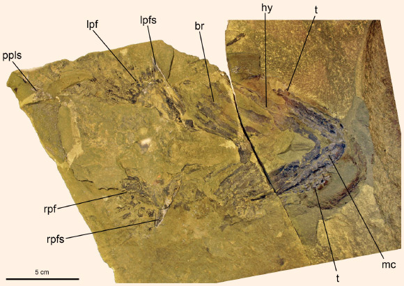 Doliodus problematicus'un genel görüntüsü. t dişlerini, mc alt çene kıkırdağını ve rpf göğüs yüzgecini gösteriyor.