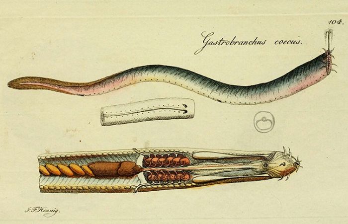 1801'e ait, iç organlarını ve salgısının çıktığı açıklığı gösteren Atlantik Hagfish (Myxine glutinosa) çizimi. 