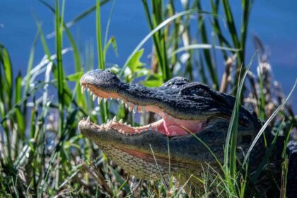 timsah ve aligator farkı