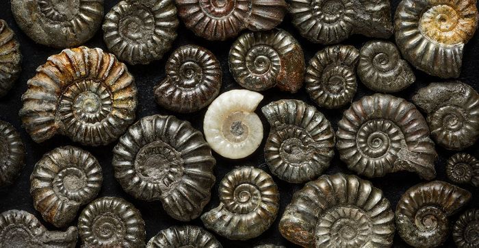 ammonit kabuğu fosilleri.