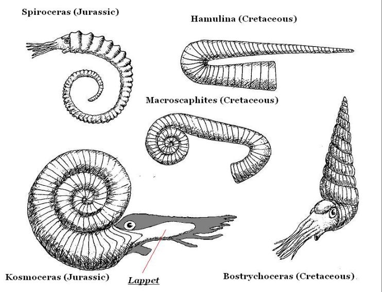 Binlerce ammonit türünden birkaçı.