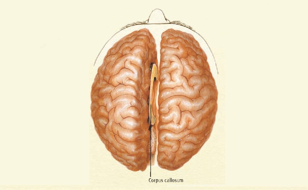 Beynin iki yarısını bağlayan korpus kallozum.