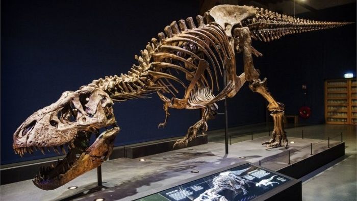 Bu T. rex iskeleti ABD'de keşfedildi ve dünyada yalnızca üç örnekten biri.