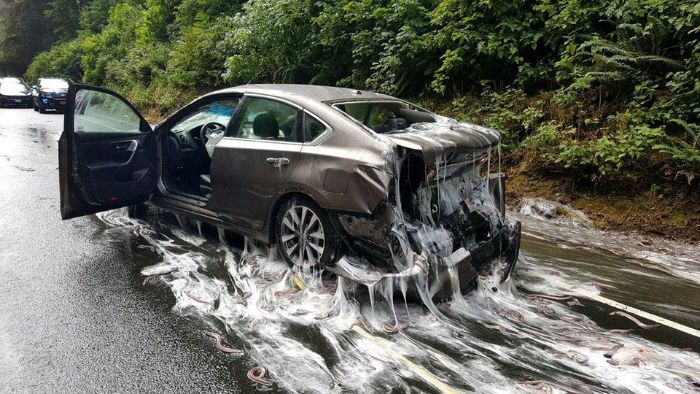 ABD'de meydana gelen bir kazada hagfish sümüğü arabaların birbirine çarpmasına neden oldu.