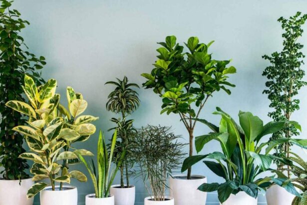 Ev bitkileri havayı temizliyor mu?