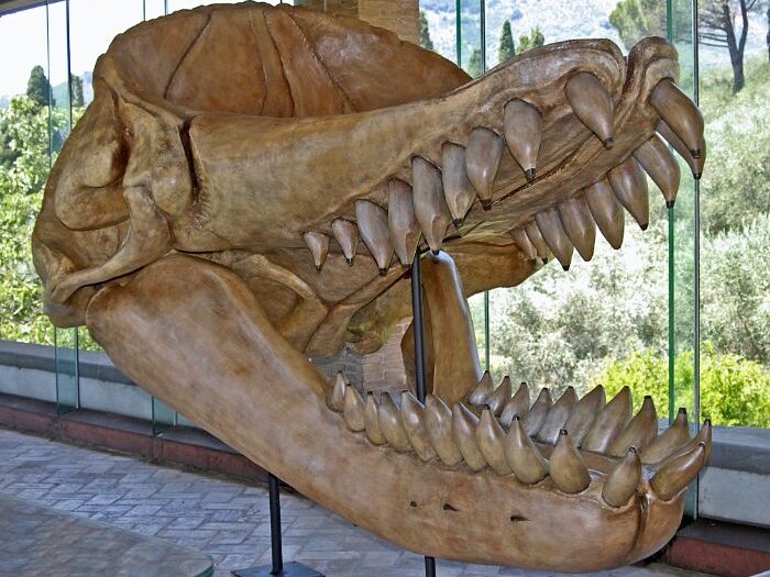 Megalodon, livyatan gibi ispermeçet balinaları tarafından yenilmiş olabilir.