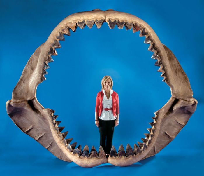 Otodus megalodon dünyada yaşamış en büyük köpekbalığıdır.