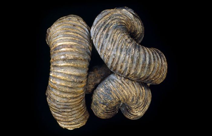 Nipponites mirabilis ammoniti tipik spiralden ziyade alışılmadık bir düğüm şekline sahipti.