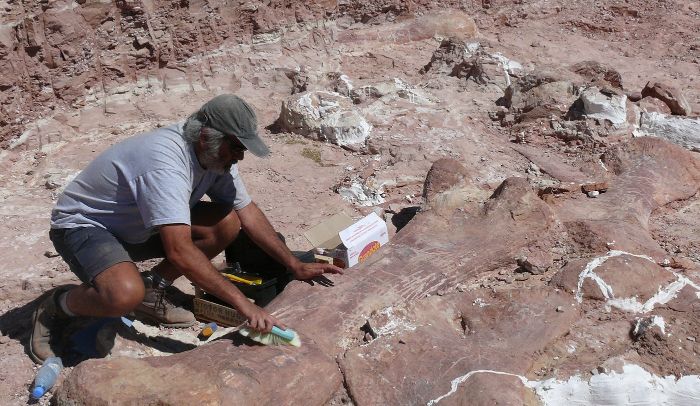 Arjantin'de bir bilim adamı Patagotitan'ın uyluk kemiğini çıkarmaya hazırlanıyor.