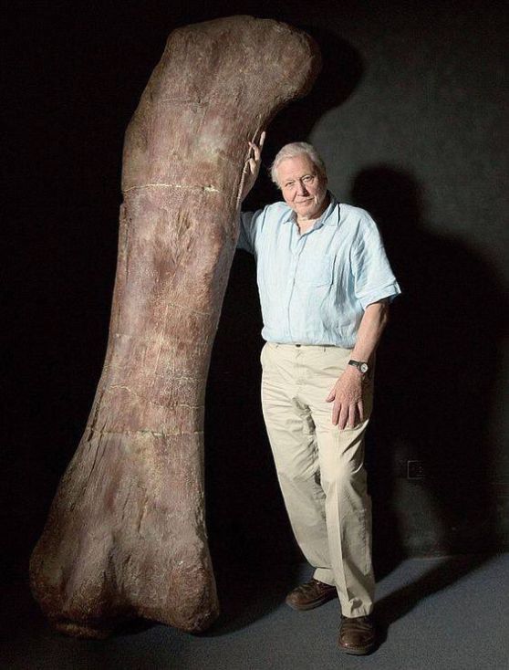 Ünlü yayıncı David Attenborough, Patagotitan'ın 2,4 metrelik uyluk kemiğinin yanında duruyor.