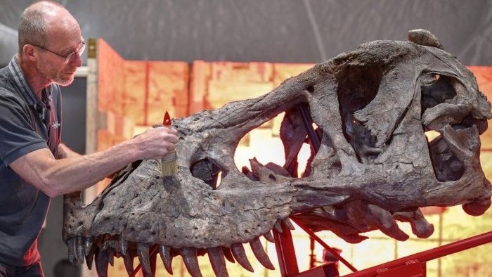 12 metrelik bir T. rex iskeleti Glasgow sergisine hazırlanıyor. 