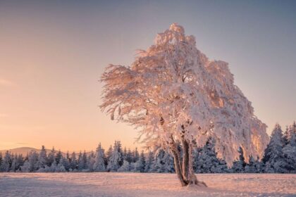 Ağaçlar kışın nasıl hayatta kalıyor?