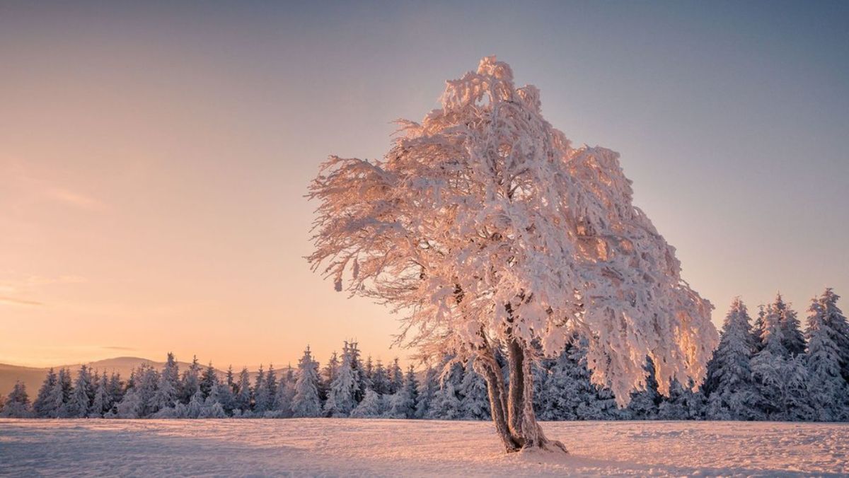 Ağaçlar kışın nasıl hayatta kalıyor?