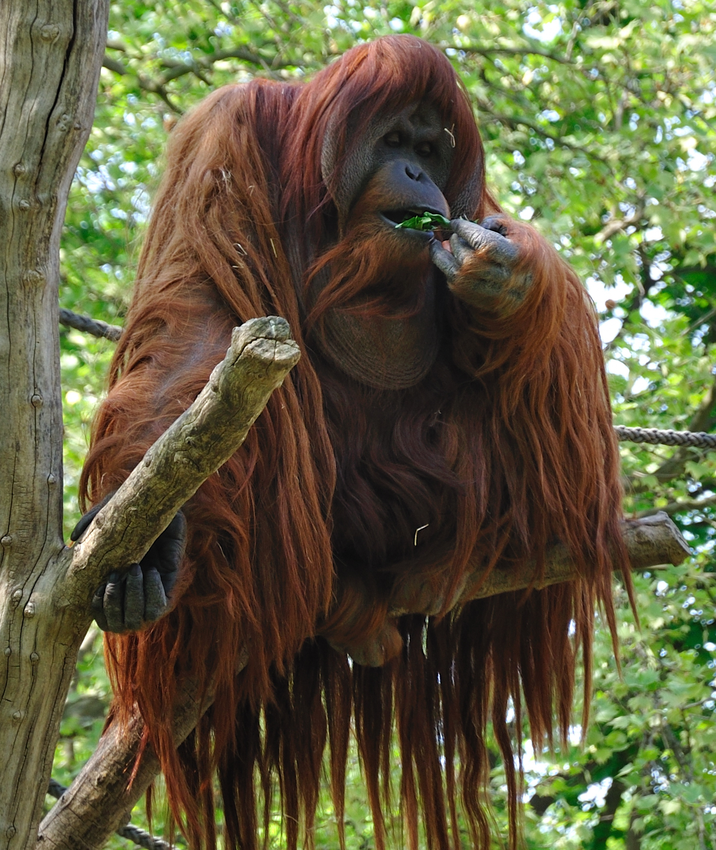 Gigantopithecus is closely allied with orangutans (a male Bornean orangutan above)