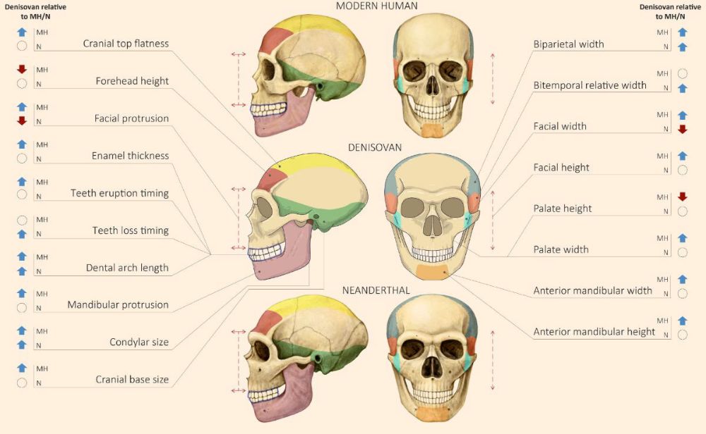 Modern insan, Neandertal ve Denisovalı kafataslarının karşılaştırılması.