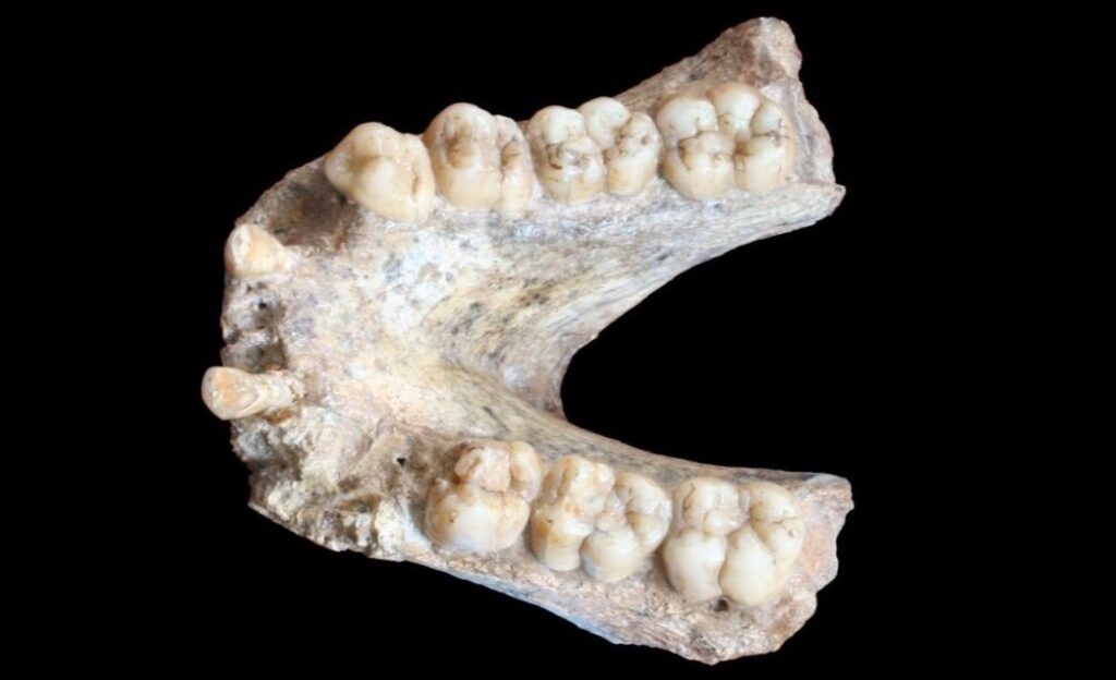 Bijie ilçesindeki Baeryan mağarasından Gigantopithecus blacki'nin fosil dişleri.