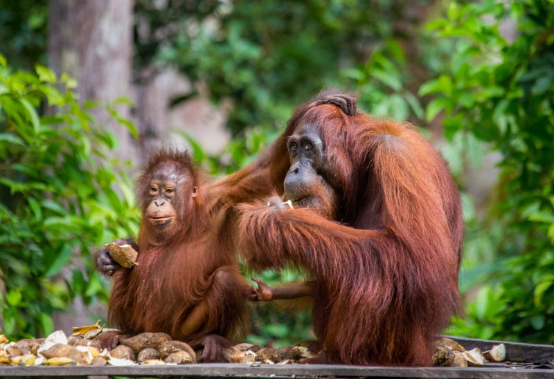Baraj yapımı nedeniyle Dünya'dan silinecek olan eşsiz Tapanuli orangutanı.
