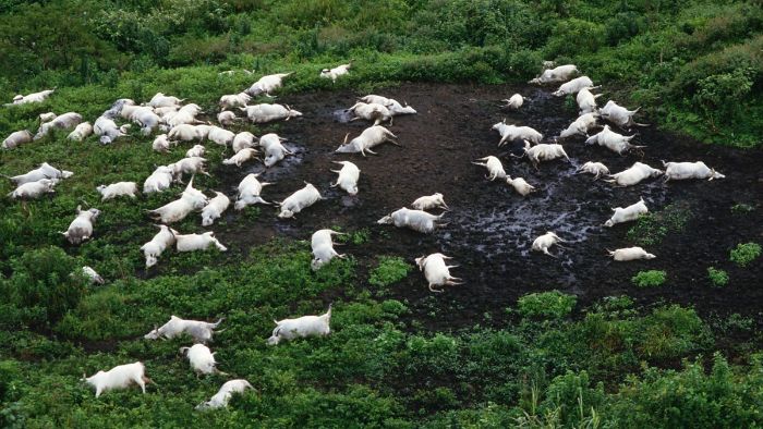 1986 Kamerun, Nyos Gölü patlamasında ölen hayvanlar.