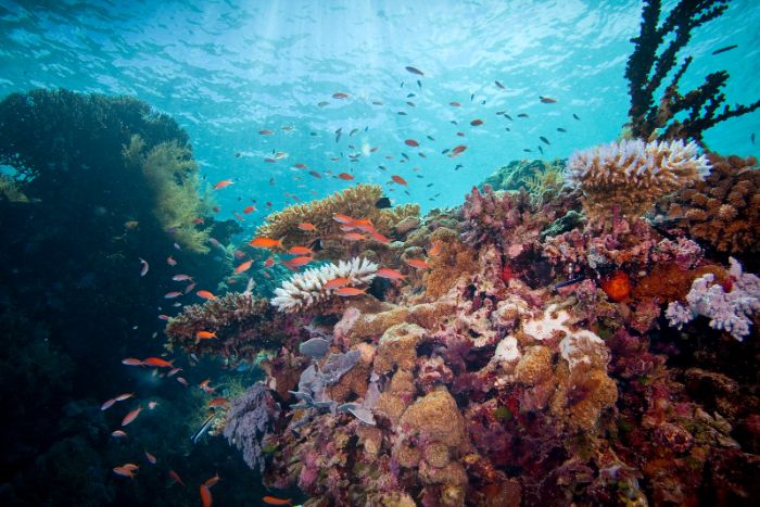 Palau'daki canlı mercan resifi.