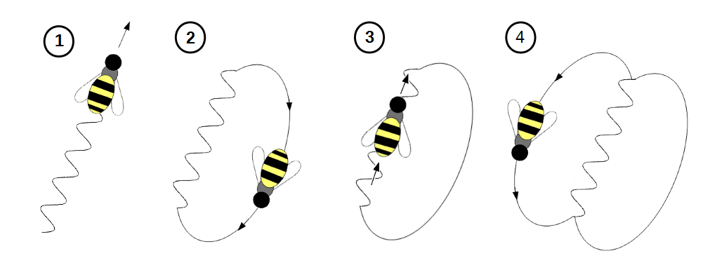 Bal arıları özel danslarıyla şaşırtıcı bir iletişim yöntemine sahip.