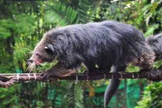 binturong