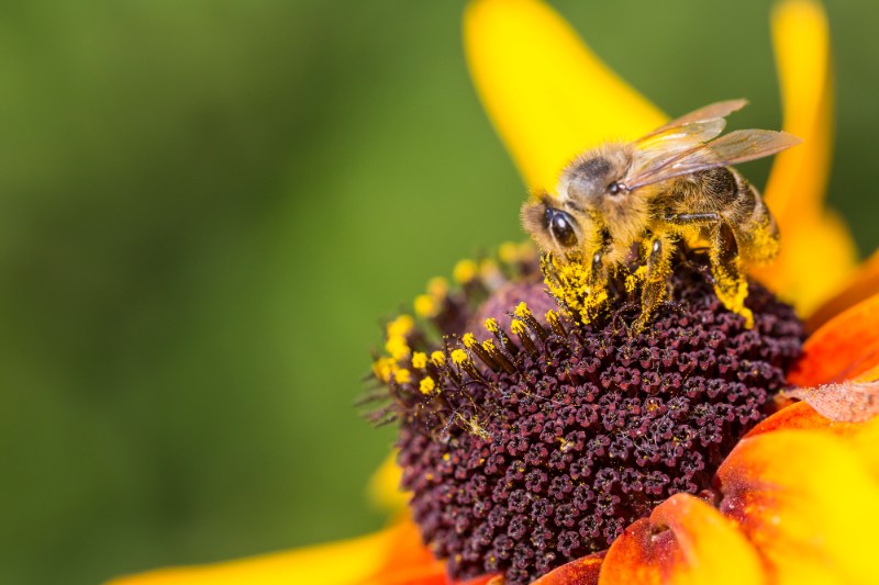 Nektar yalnızca toplayıcı arılar tarafından kovana taşınır ve bir seferde 5 kilometre uçabilirler.