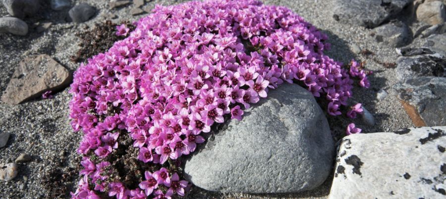 Çiçekler yalnızca Kuzey Kutup Dairesi'ne yakın ormanlarda görülebiliyor. Taşkıran bitkisi. 