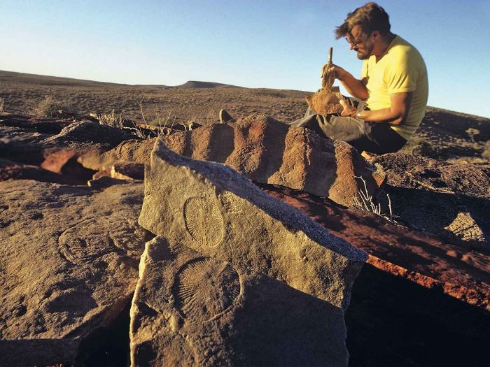 Bir paleontolog Güney Avustralya'nın Ediyakaran Tepeleri'nde Dickinsonia fosillerini inceliyor.